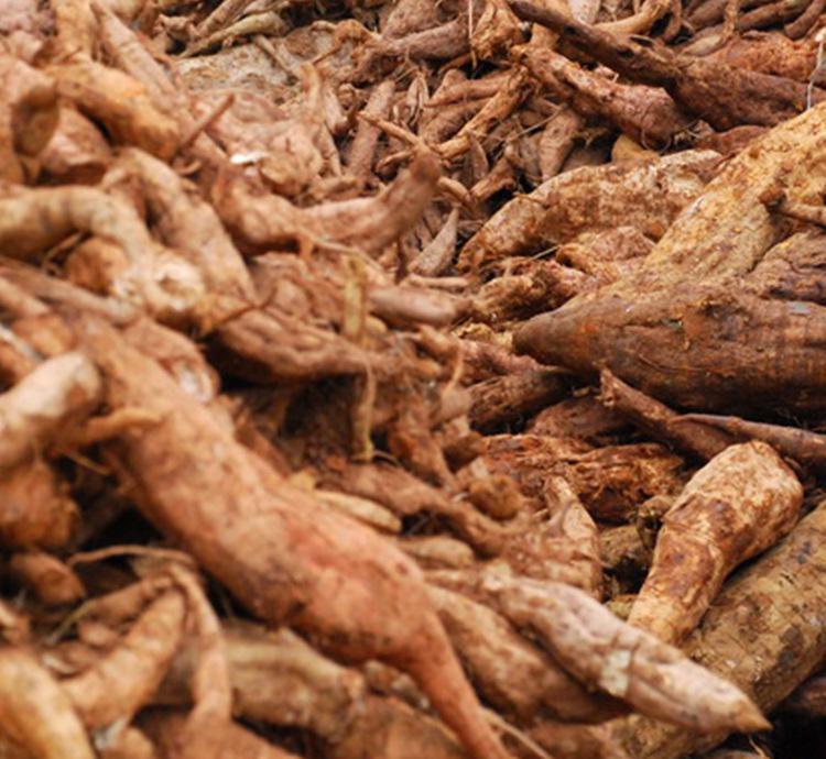 纯天然野生的葛根,野生葛根全株图片