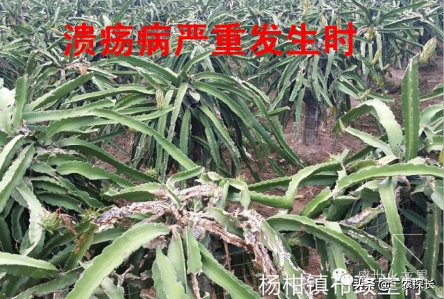 火龙果十大杀菌药,火龙果防病用什么药