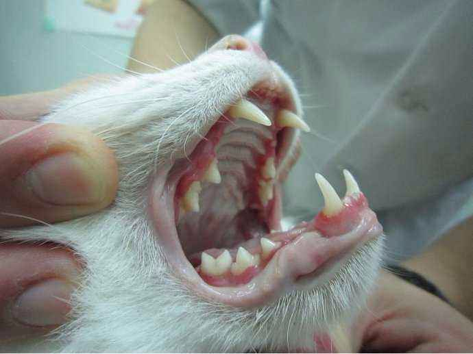 我的猫一直吐舌头喘,如何判断猫是否得猫口炎