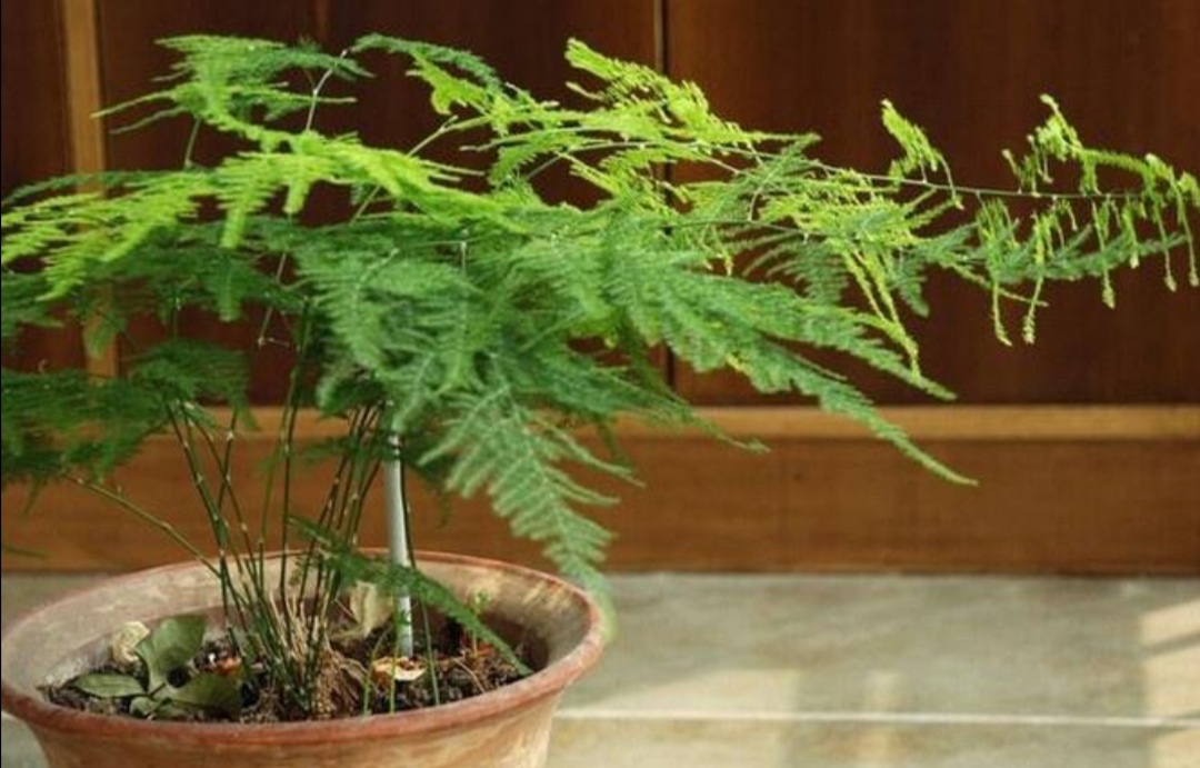 文竹叶子枯黄是什么原因,文竹枝条枯萎什么原因引起的