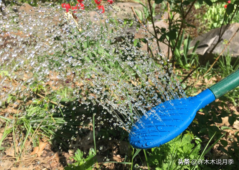 为什么月季一浇水全漏下去了,月季死一半继续养
