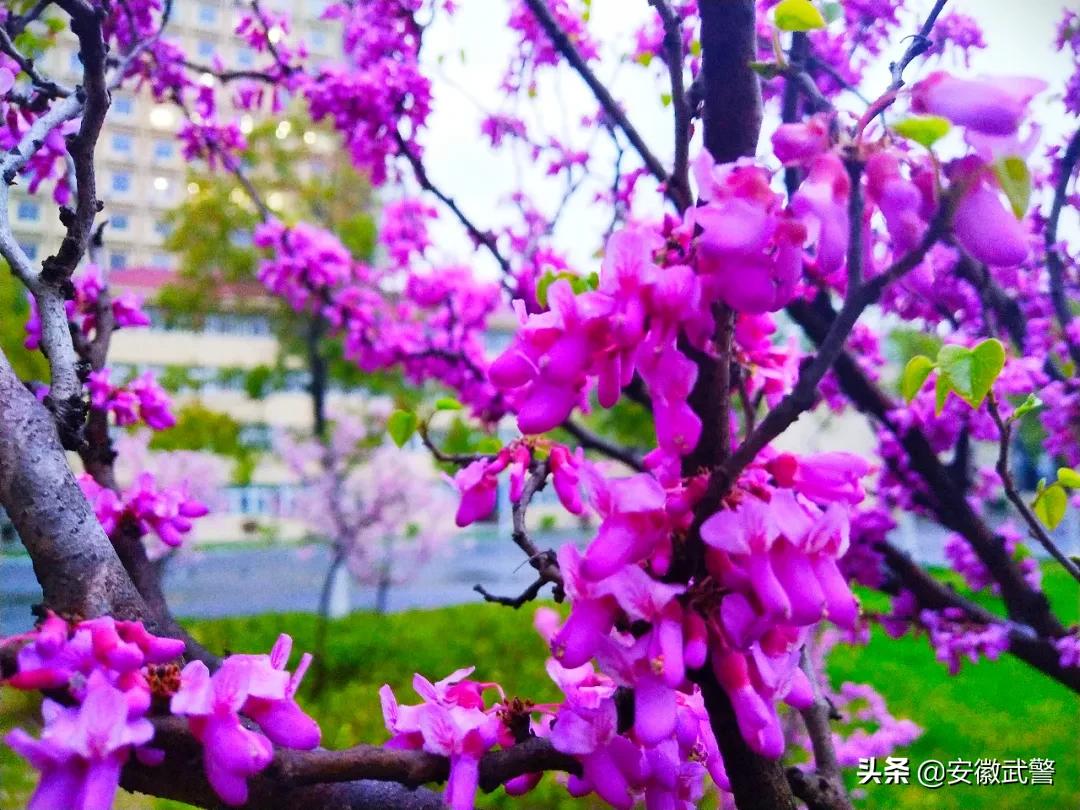 听说部队很“美”，到底“美”在哪？