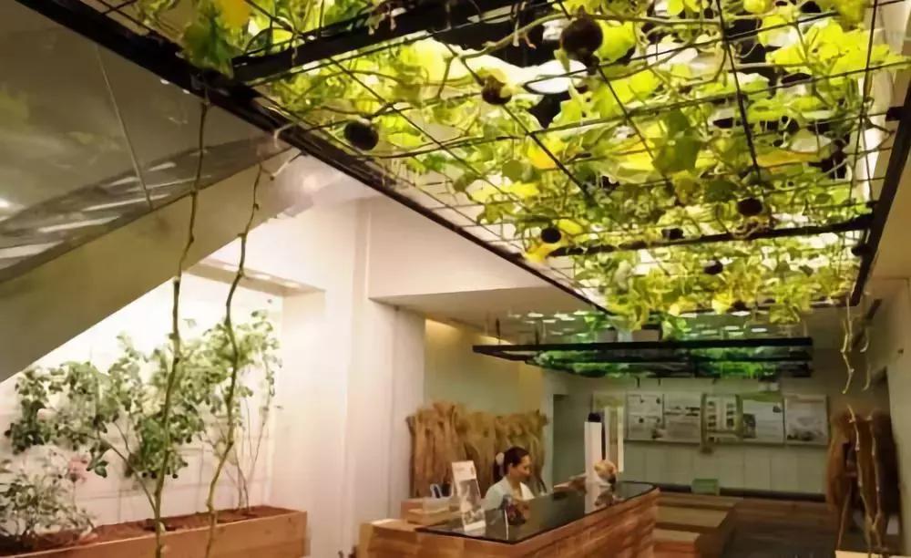 办公室里也能开挖掘机,办公室可以种葡萄