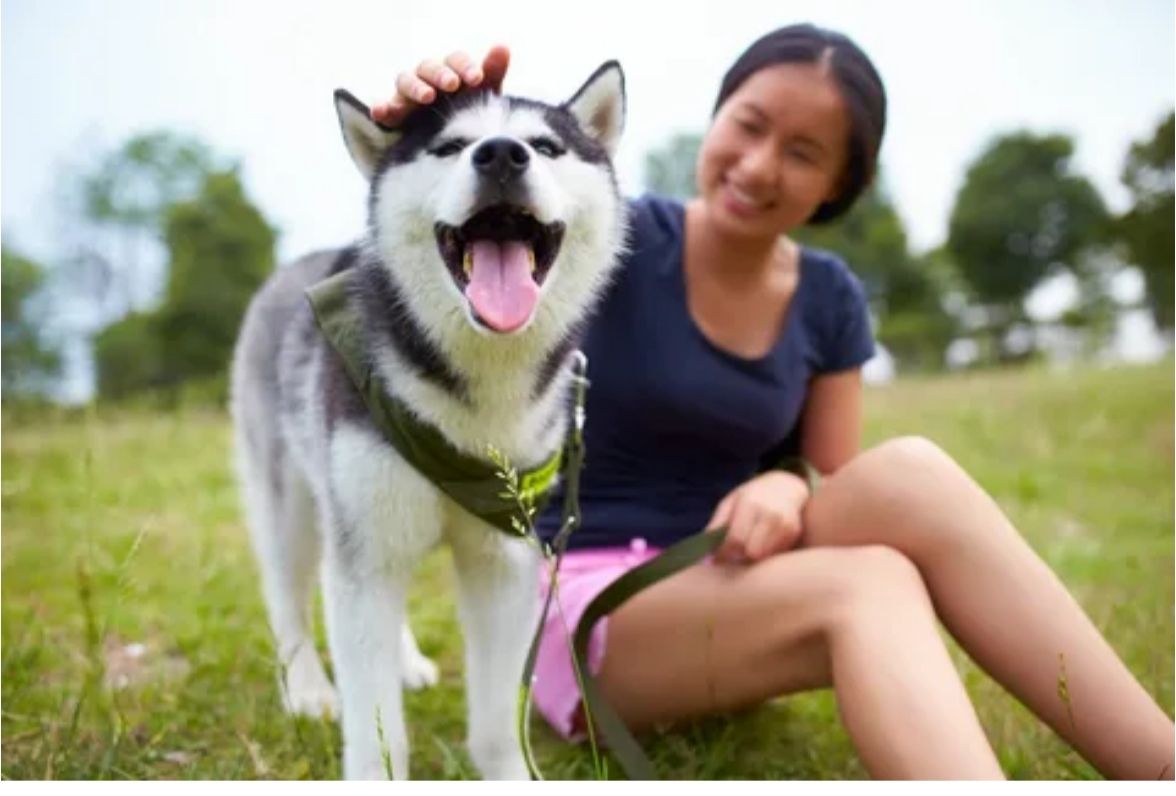 西伯利亚雪橇犬哈士奇和老虎,西伯利亚雪橇犬长毛哈士奇双血统