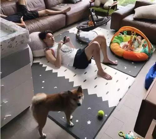 怀孕养狗会导致胎停吗,怀孕养狗会导致流产吗