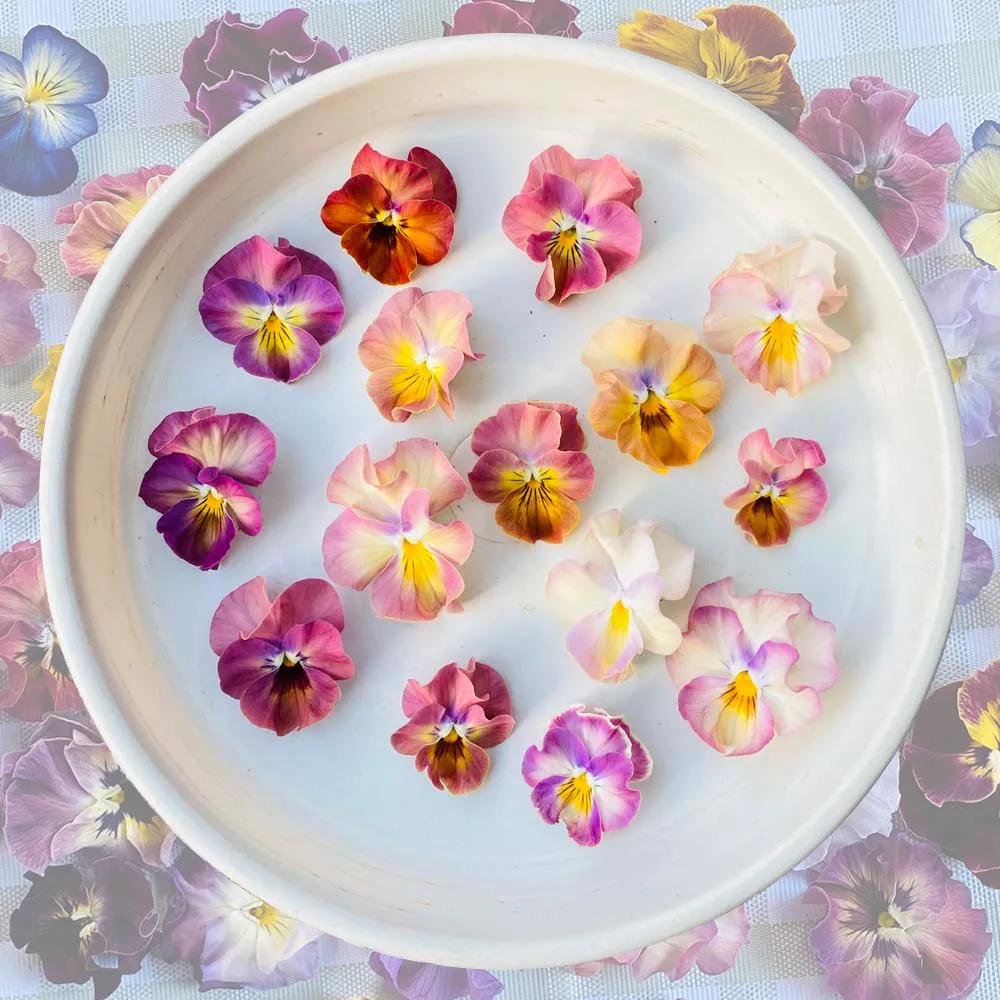 角堇和皱边角堇哪个花大,皱边角堇和穗边角堇的区别