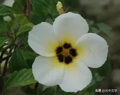 花语大全100种花图片,100种花的花语太全了