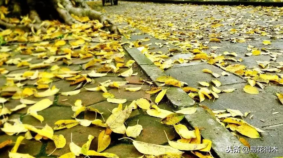 盆栽植物落叶是怎么回事,盆栽植物出现黄叶怎么处理