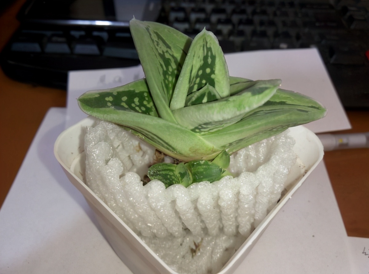 室内耐阴多肉植物推荐,多肉植物耐阴吗