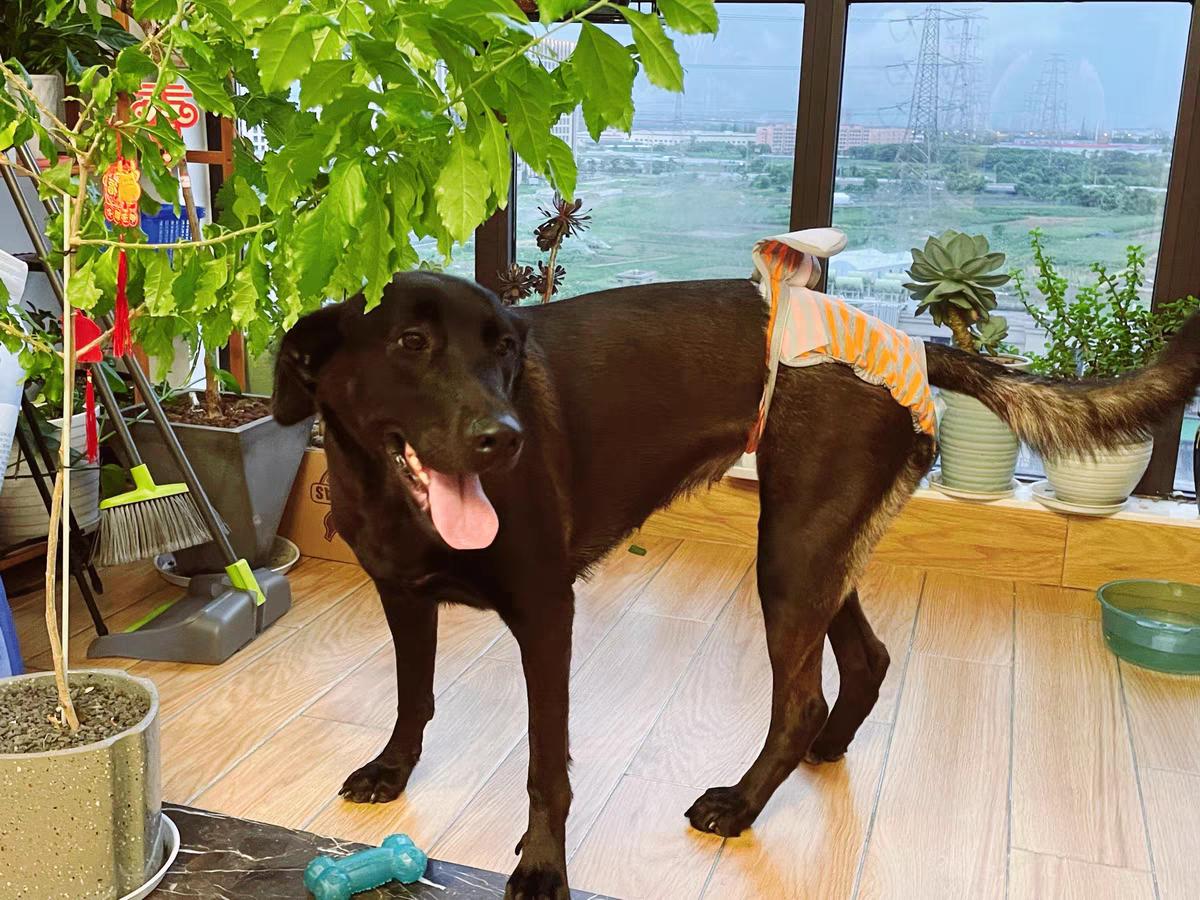 狗狗竟然也会来大姨妈,这7件事铲屎官一定要注意