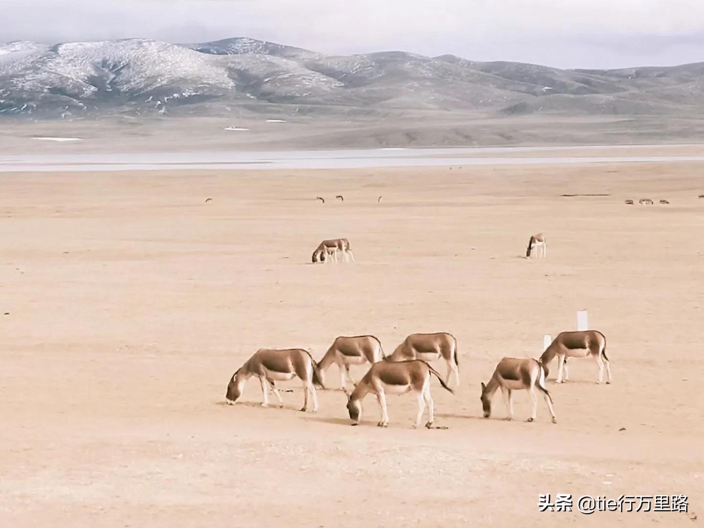 青海海西攻略,不得不去的十个地方