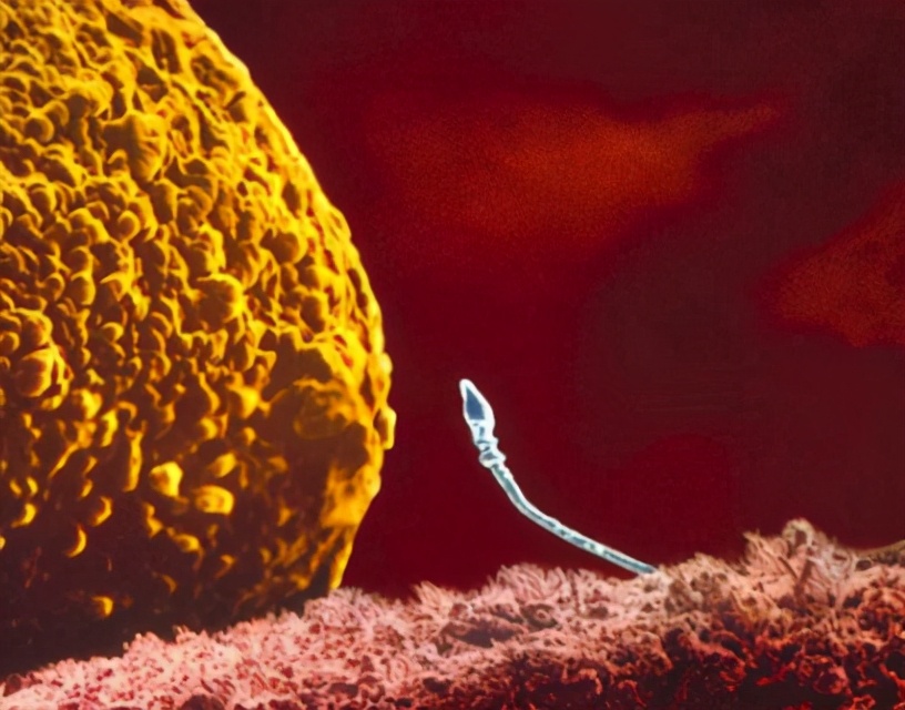 生命萌芽，就充满争斗攻击伤痛：你的出生，已经PK赢了千军万马