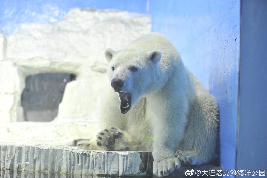 海滩再现绝美荧光海宛如蓝色星河,成都荧光海滩