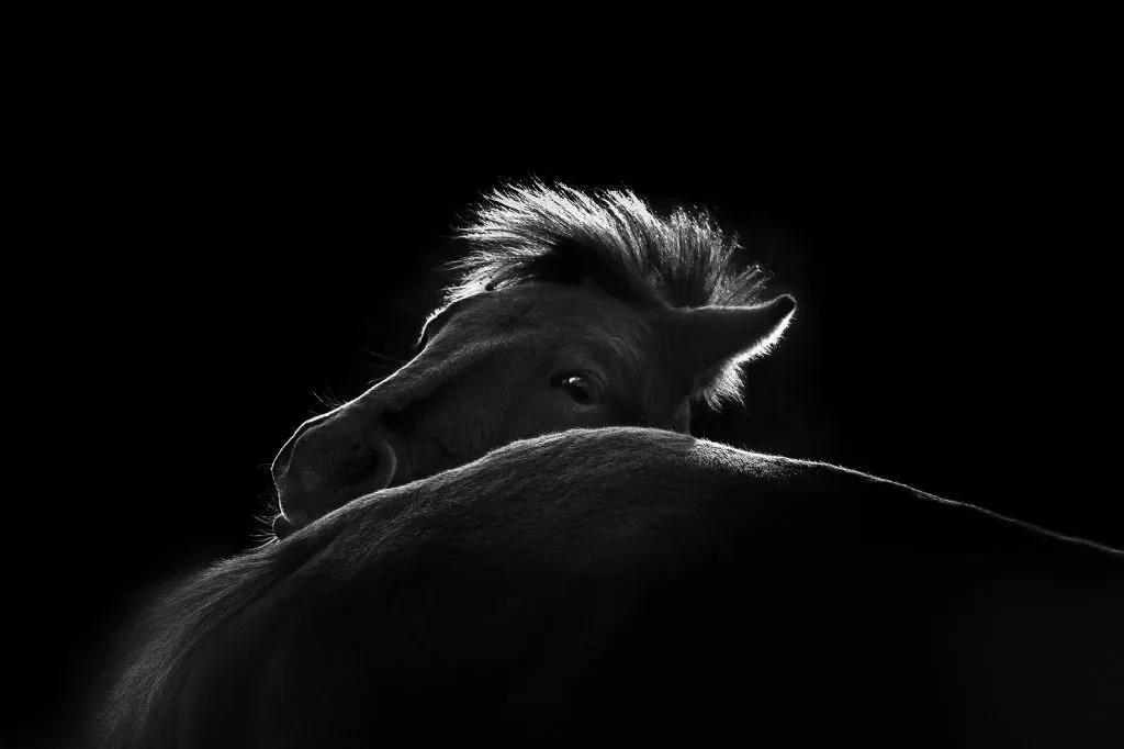 香港第14届全国摄影艺术展,第29届全国摄影艺术展览获奖名单