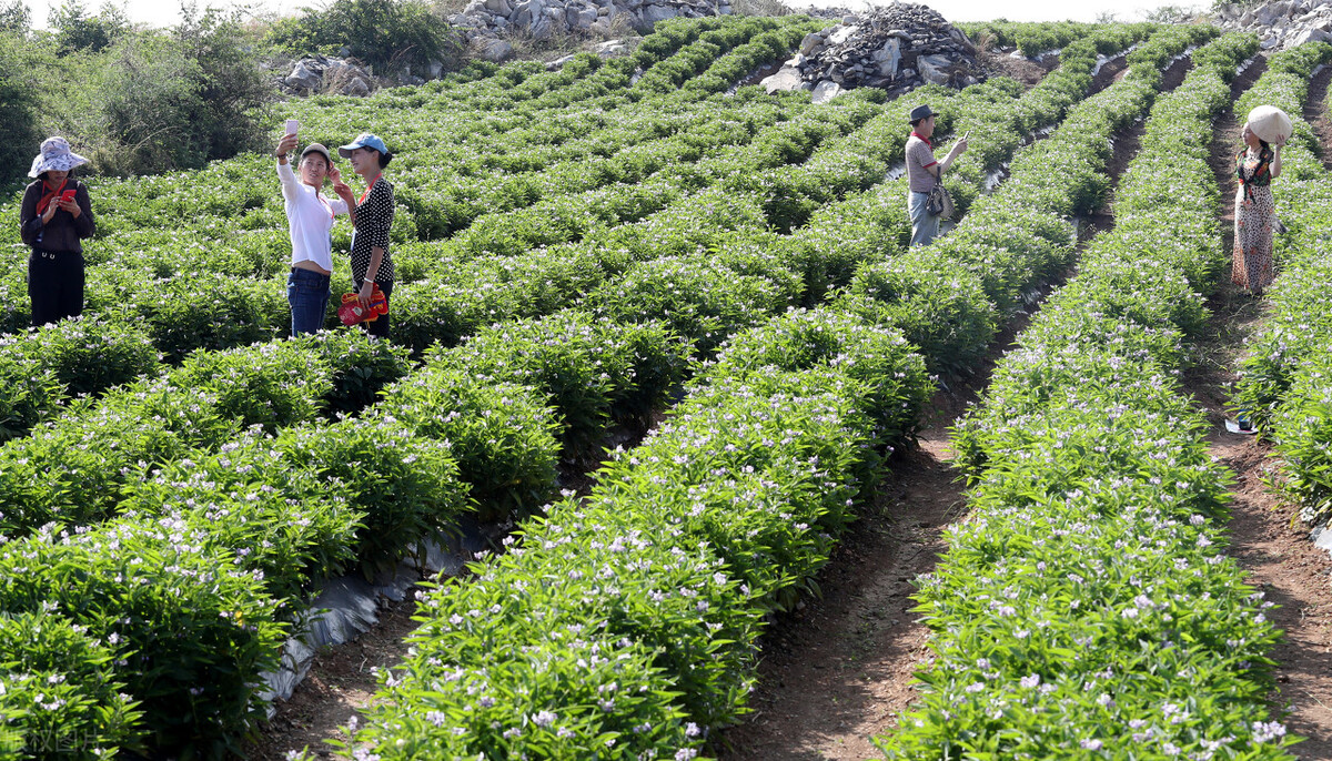 人参果茄子味,人参果茄科茄属草本植物