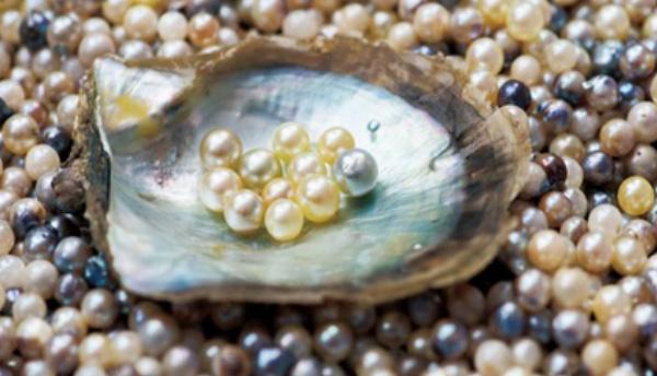 蟹爪兰冬珍珠是什么品种,珍珠等级标准品种价格