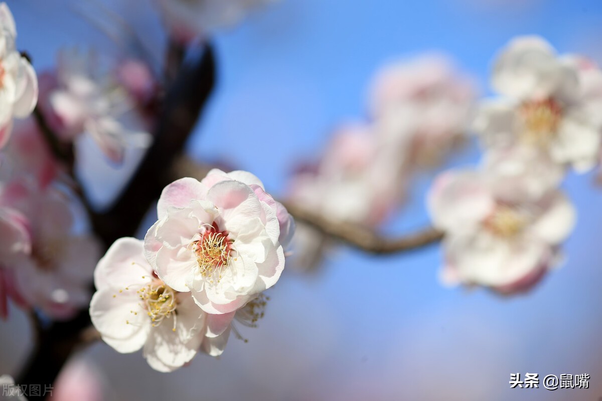 列子原文及译文朗读,列子杨朱篇译文