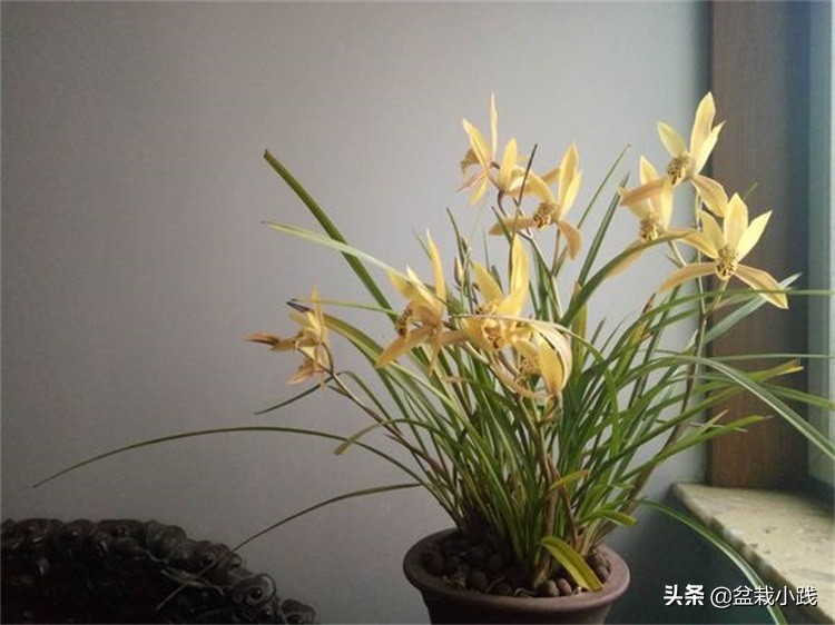 兰花上盆最佳方法,兰花春天多久服盆