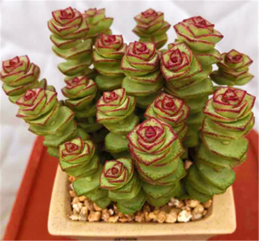 钱串子怎么变红,钱串子变红的原因是什么