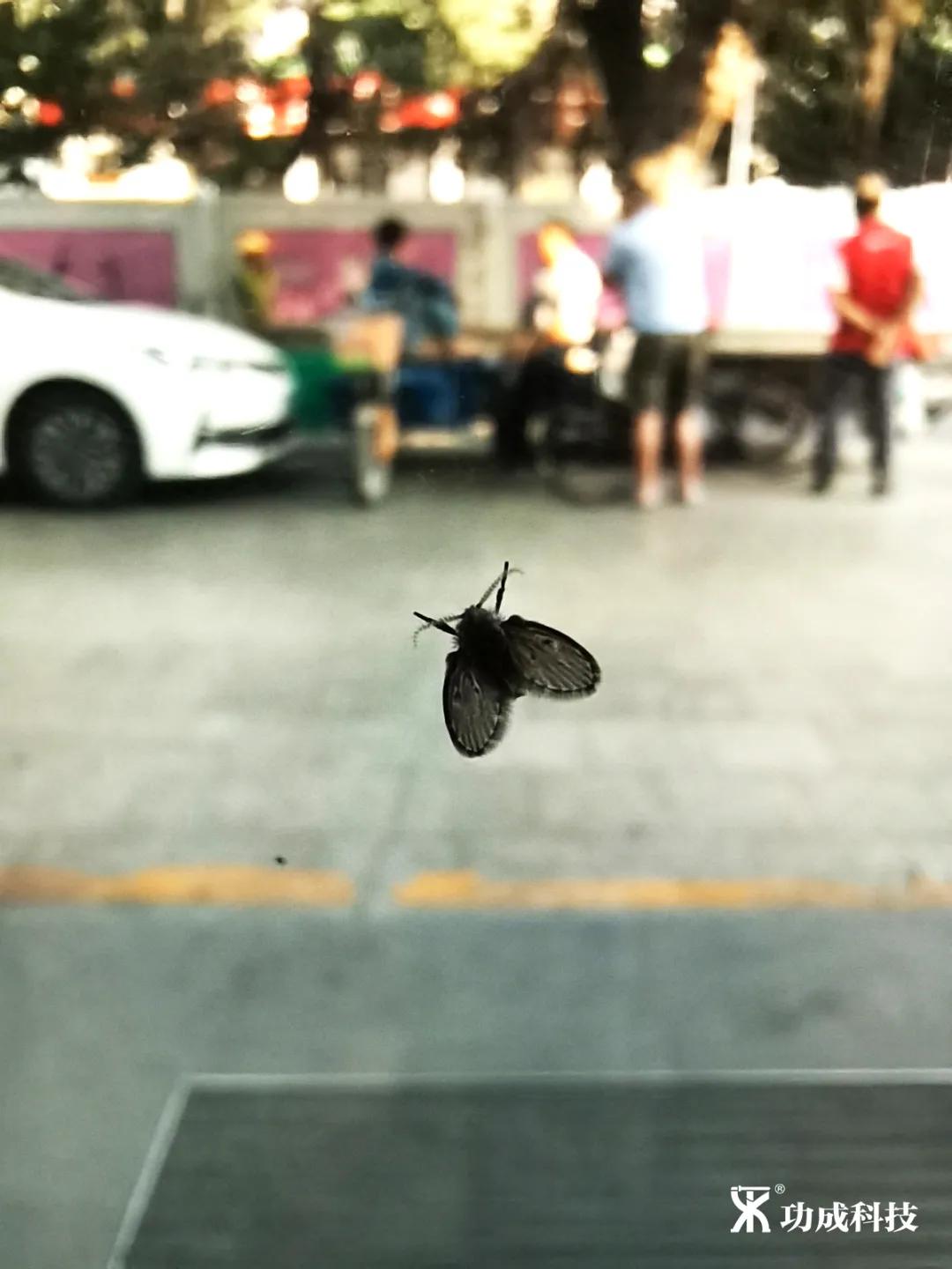 卫生间有小虫蛾蚋怎么治,卫生间出现蛾蚋怎么处理