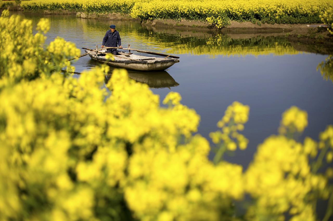世界四大名花海,世界四大花海排名