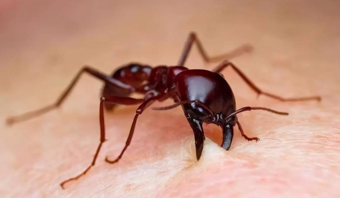 旅客携带439只甲虫入境被拦,海关查获活体蜗牛