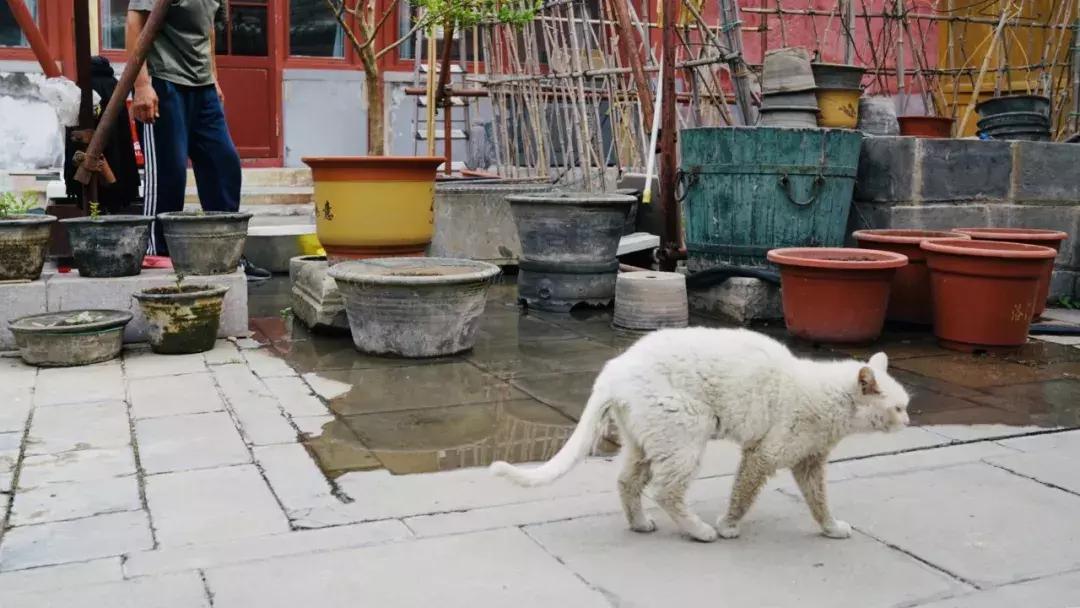 谁敢在故宫“上房揭瓦”？30年练成飞檐走壁，也只有这群大神了