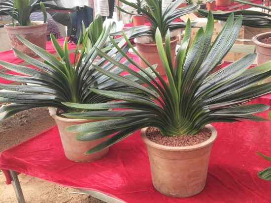 用什么才能抑制植物徒长,怎么防止植物徒长