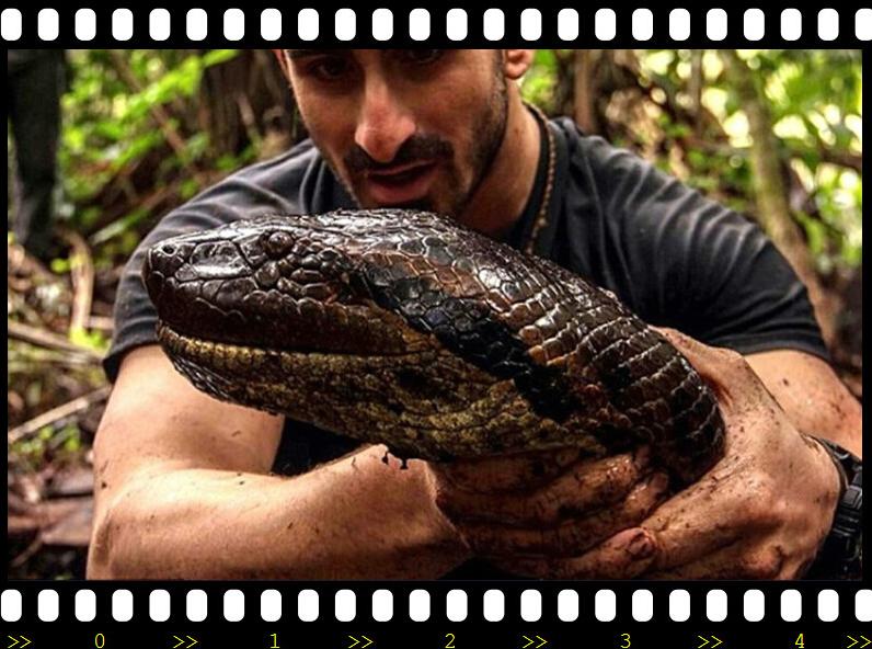 被蟒蛇吞进肚子能否用刀自救实验,你被蟒蛇吞下能用刀自救吗