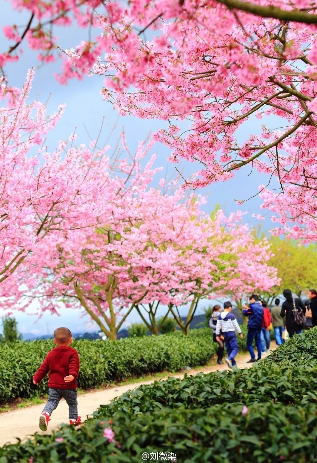 戴口罩的冬天太漫长，差点忘了中国的春天有多美