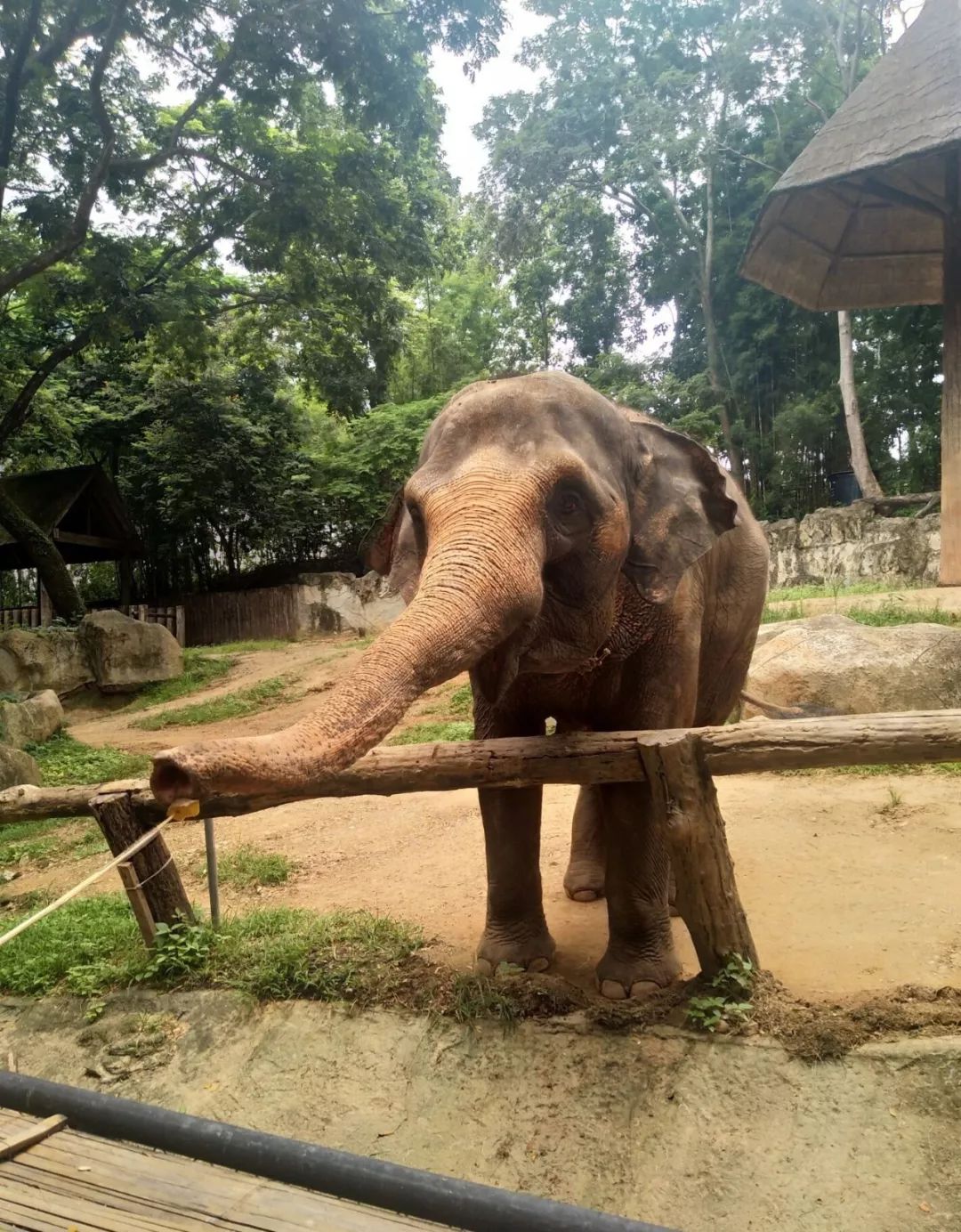 为什么选择泰国留学的人多,为什么很多人到泰国读国际学校