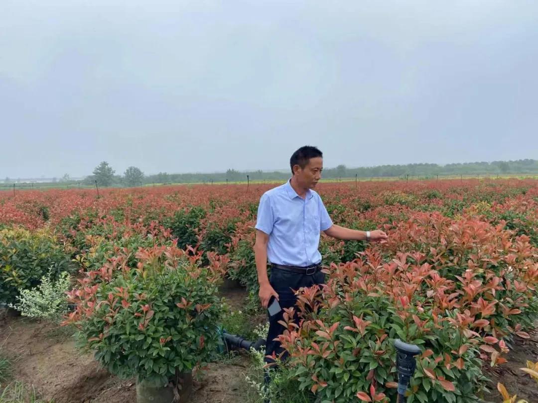 一位苗木种植者的自述：下辈子不再做苗木了