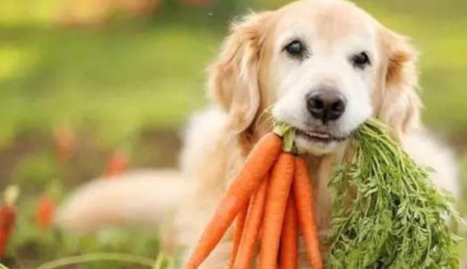 养狗的狗狗能吃什么,养狗知识大全不咬人