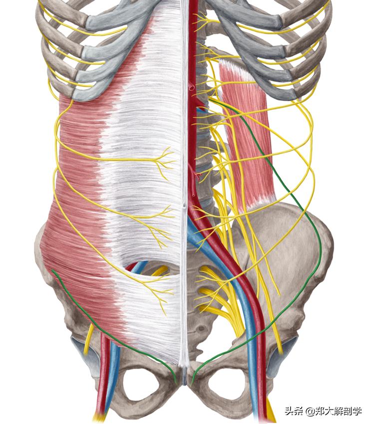自主神经系统交感神经,自主神经淤堵