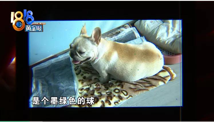 四胞胎都没有胎心胎芽正常吗,四胎无创都没问题五胎会有问题吗