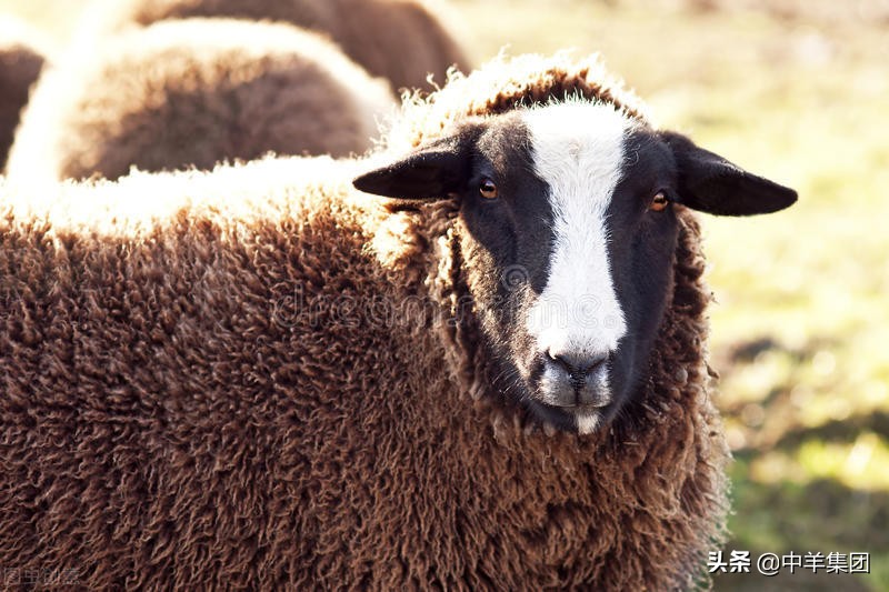 新手养羊的正确方法和注意事项,新手养羊第一步