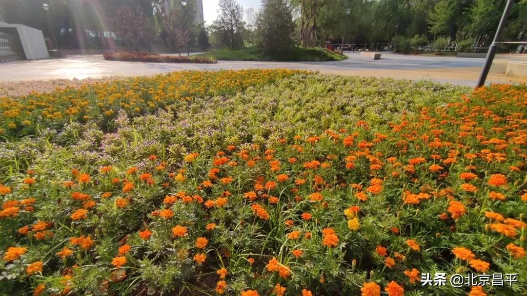 北京庆七一花坛摆放图片,北京长安街迎国庆立体花坛亮相