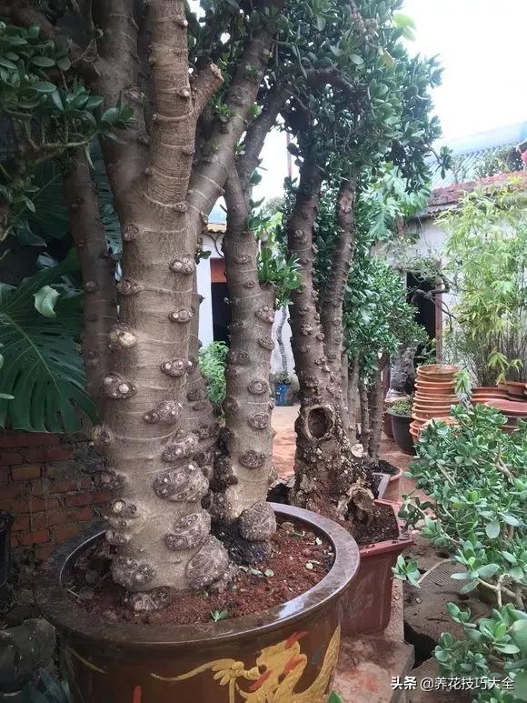 长寿花很多枝头怎么修剪变成老桩,长寿花2年了枝干长成老桩了