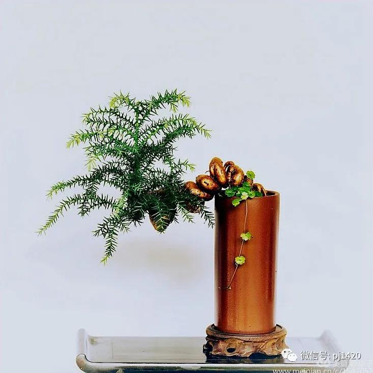 澳洲杉怎么长出漂亮根部,澳洲杉能用赤玉土种植吗