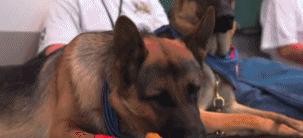 为什么导盲犬会受歧视,导盲犬被歧视合集