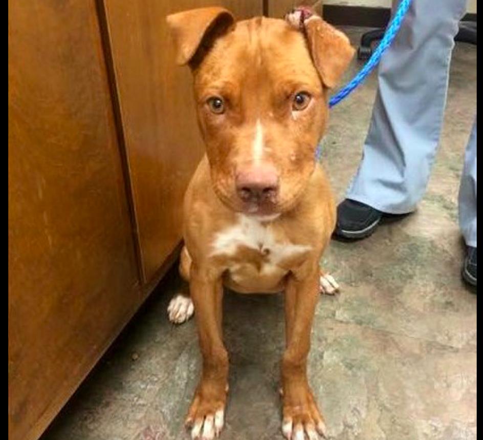 狗狗被马蜂蛰了不良反应呕吐,狗狗下巴被蝎子蛰肿