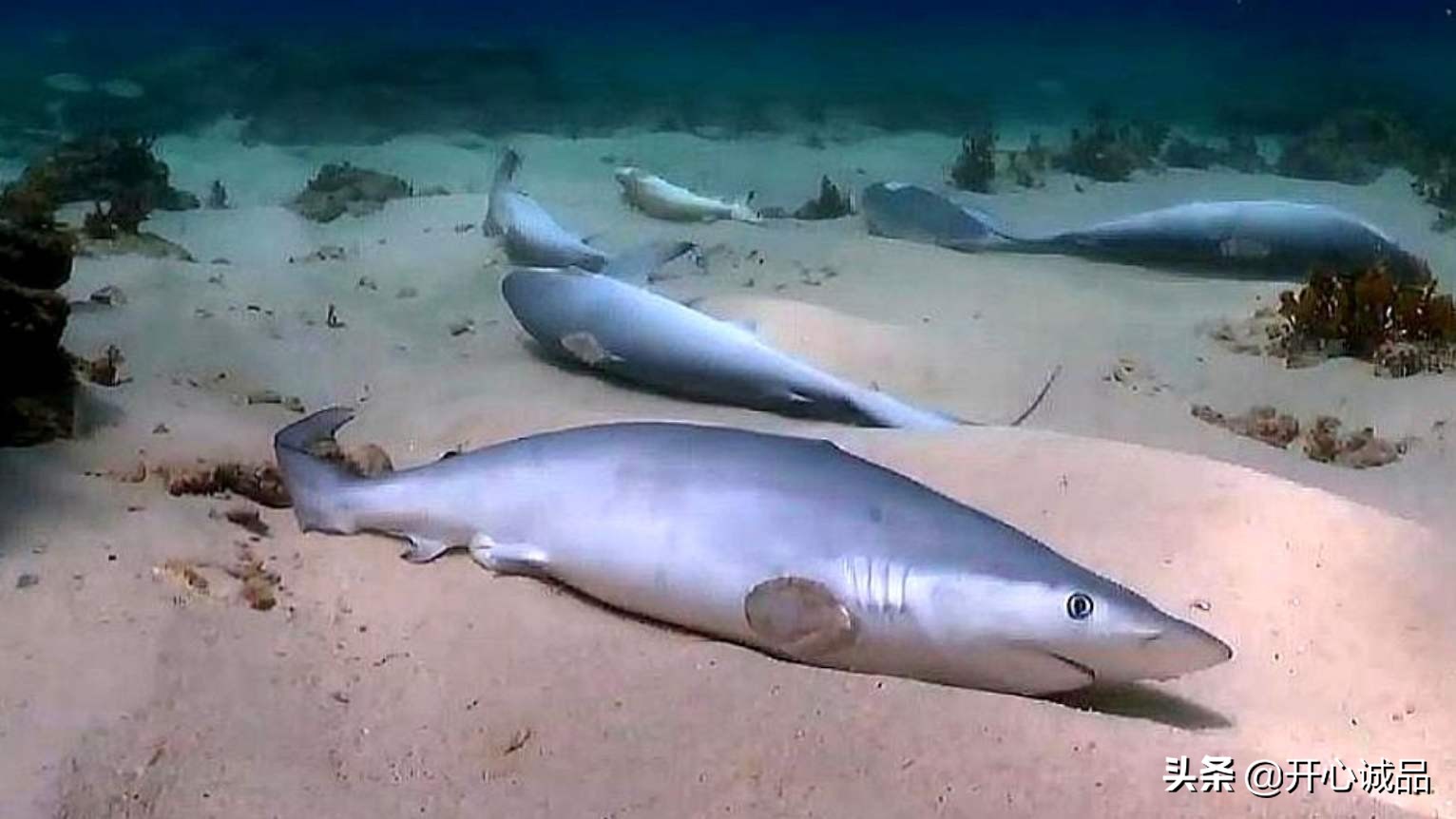 极限工作之捕鲨:年捕杀2亿条!虽说给了份子钱,鱼翅能不吃吗?