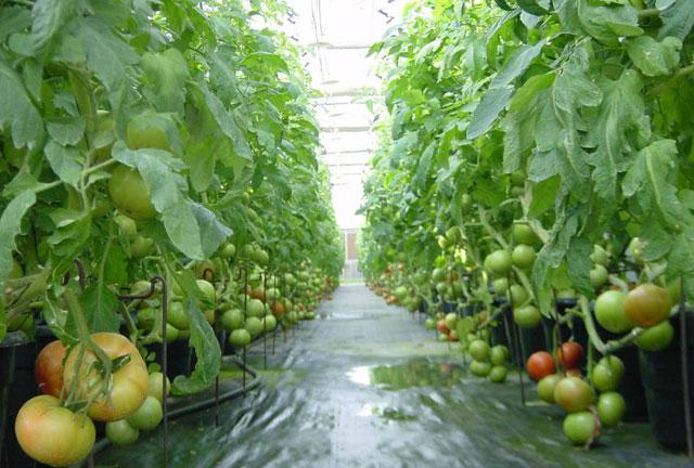 西红柿根腐病危害症状,西红柿茎基腐病原因