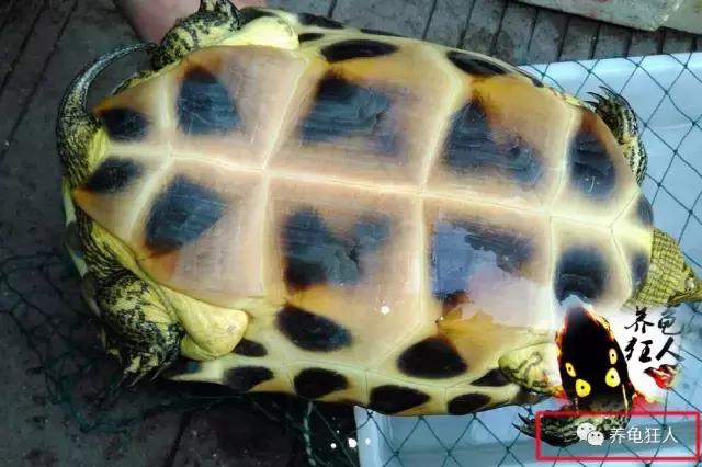 中华花龟和台湾花龟有什么区别,斑纹草龟和普通草龟的区别