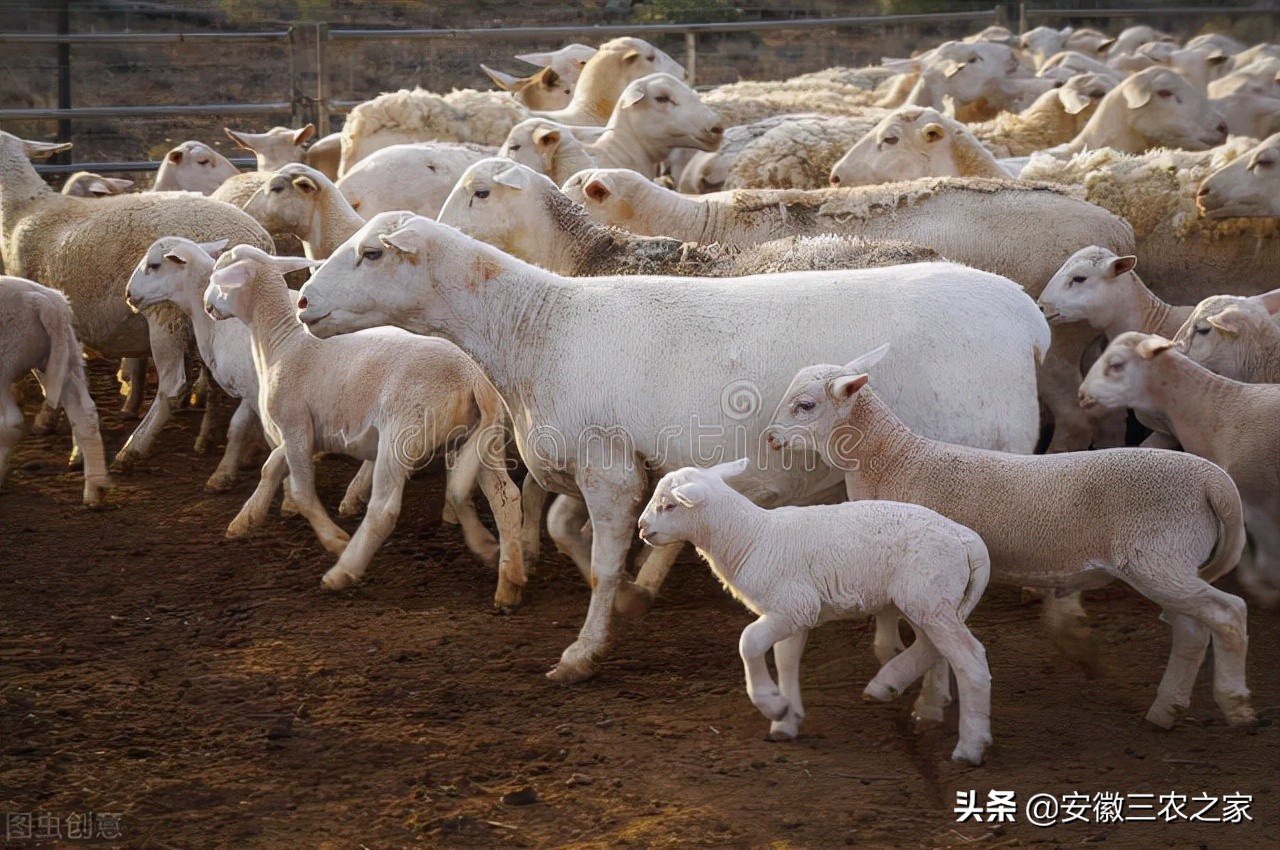 回乡创业养羊之路,返乡创业养鸡好做吗