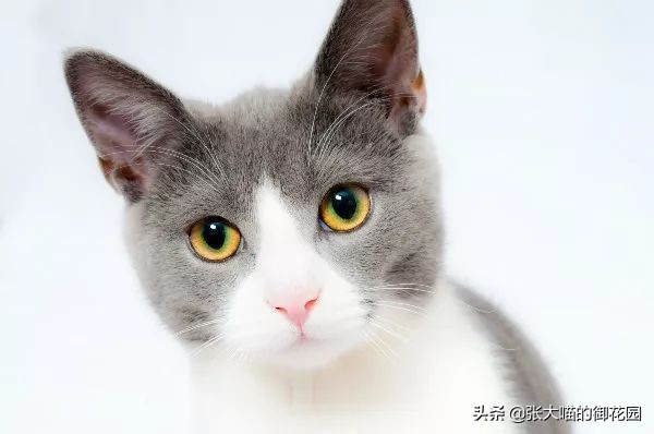 人猫共患的眼睛疾病,养猫警告人猫共同传染病你了解吗