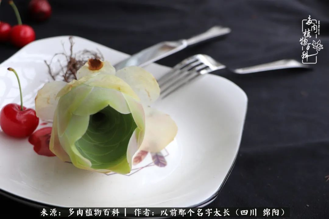 山地玫瑰夏天,山地玫瑰花怎么玩