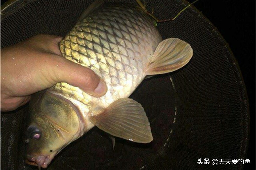 夜钓鲤鱼能用灯光吗,野钓夜光灯钓鲤鱼可以吗