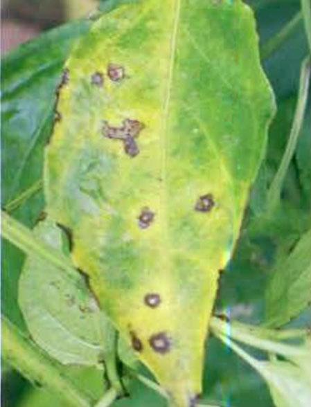 辣椒炭疽病危害叶和果，12种情形容易发病，采取这13项措施防治好