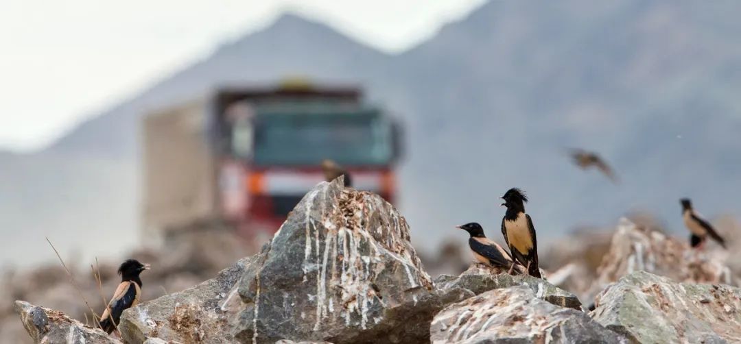 不保护就晚了！你最爱的干（小）脆（熊）面（猫）比大熊猫还濒危